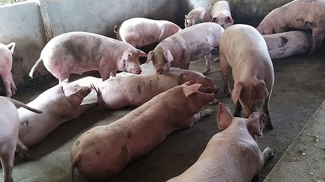 Cập nhật giá lợn hơi hôm nay 11/3/2022: Ổn định ở cả ba miền