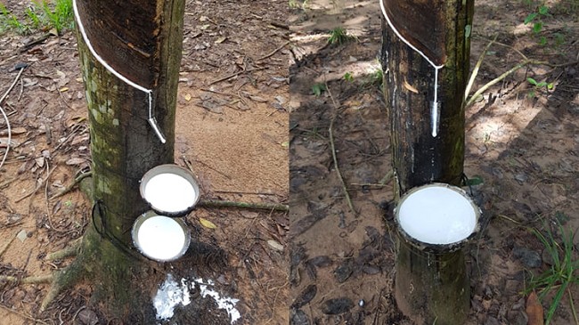 Cập nhật giá cao su hôm nay 11/3/2022: Thị trường châu Á giảm mạnh