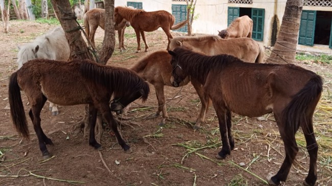 Sơn La: Phát hiện 2 vụ vận chuyển trái phép 8 cá thể ngựa qua biên giới