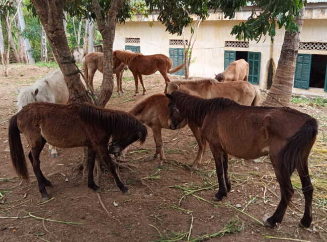 Đàn ngựa bị tổ công tác Đồn Biên phòng cửa khẩu Chiềng Khương thu giữ. 