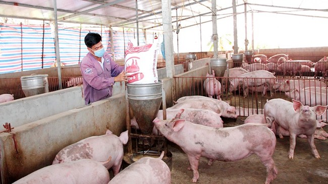 Cập nhật giá lợn hơi hôm nay 15/3/2022: Tăng rải rác tại hai miền Bắc – Nam