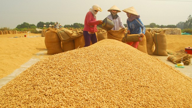 Cập nhật giá lúa gạo hôm nay 15/3/2022: Giá gạo tăng mạnh