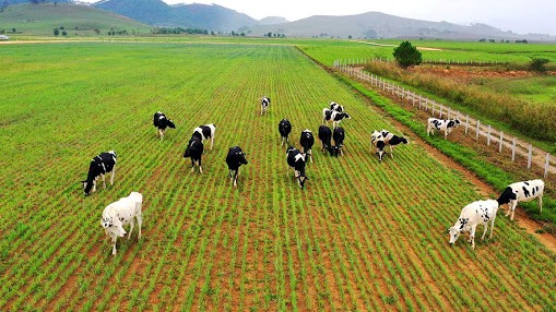 Đất trang trại là gì? Quy định về sử dụng đất làm trang trại