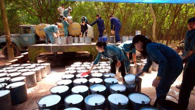 Cập nhật giá cao su hôm nay 17/3/2022: Tăng nhẹ trên sàn Thượng Hải