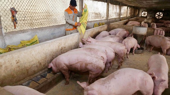 Cập nhật giá lợn hơi hôm nay 18/3/2022: Tăng -  giảm trái chiều tại nhiều địa phương