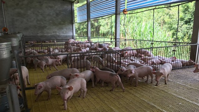 Cập nhật giá lợn hơi hôm nay 19/3/2022: Đứng yên trên cả nước