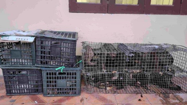 Nghệ An: Bắt giữ 17 cá thể nhím, cầy hương trên xe khách