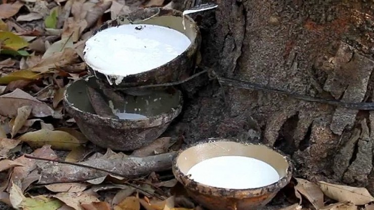 Cập nhật giá cao su hôm nay 22/3/2022: Tăng mạnh toàn thị trường châu Á