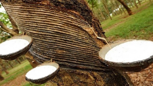 Cập nhật giá cao su hôm nay 24/3/2022: Đồng loạt tăng mạnh