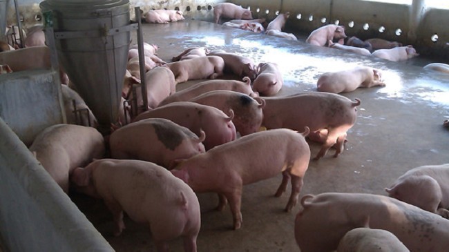 Cập nhật giá lợn hơi hôm nay 26/3/2022: Đứng Yên trên toàn quốc