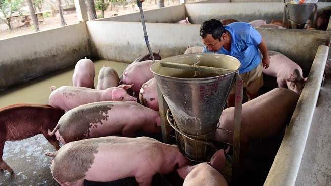 Cập nhật giá lợn hơi hôm nay 29/3/2022: Tăng nhẹ ở hai miềnTrung - Nam