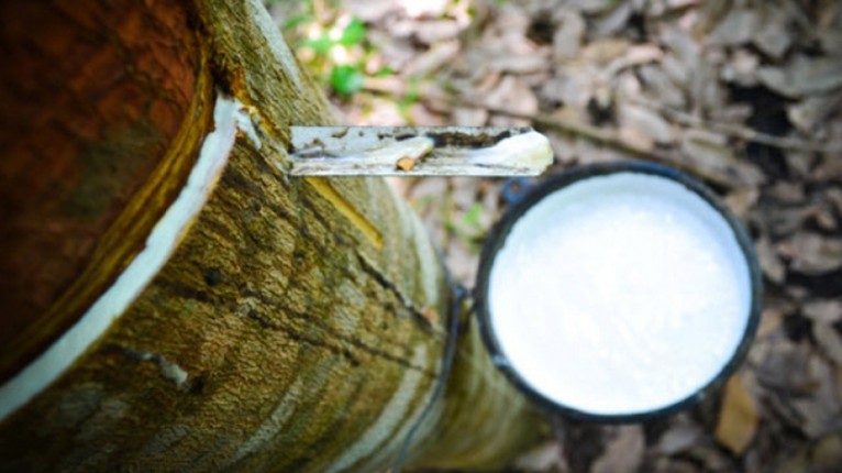 Cập nhật giá cao su hôm nay 30/3/2022: Quay đầu tăng mạnh