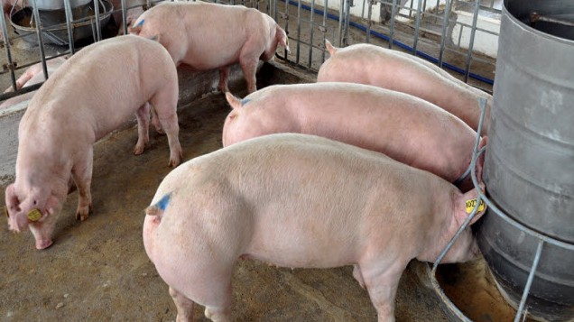 Cập nhật giá lợn hơi hôm nay 1/4/2022: Tăng nhẹ tại miền Nam