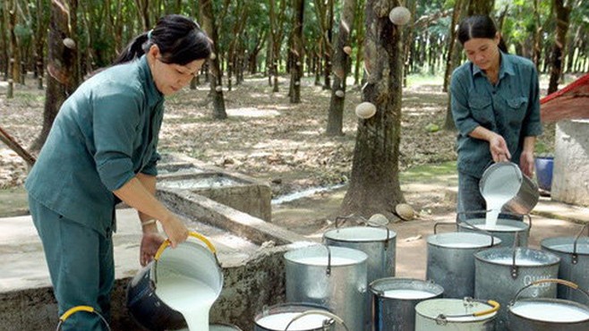 Cập nhật giá cao su hôm nay 1/4/2022: Tăng mạnh trên sàn châu Á