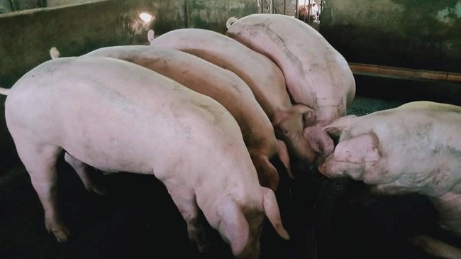 Cập nhật giá lợn hơi hôm nay 3/4/2022: Tiệp tục giảm tại miền Bắc