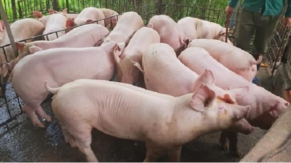 Cập nhật giá lợn hơi hôm nay 4/4/2022: Đi ngang trong ngày đầu tuần