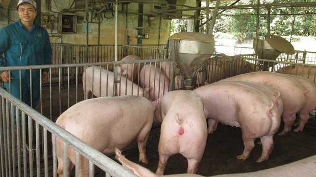 Cập nhật giá lợn hơi hôm nay 6/4/2022: Tăng rải rác tại ba miền