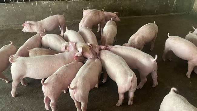Cập nhật giá lợn hơi hôm nay 7/4/2022:  Tăng - giảm trái chiều ở nhiều địa phương