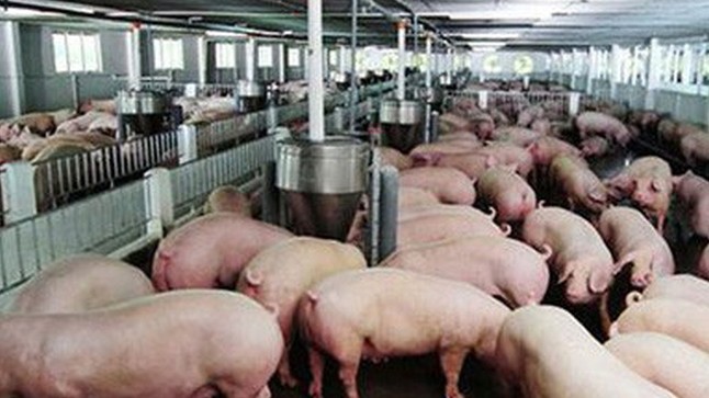 Cập nhật giá lợn hơi hôm nay 9/4/2022: Tăng rải rác tại miền Trung-Nam