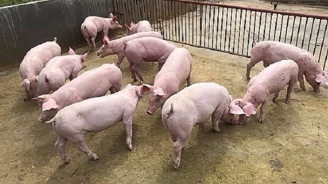 Cập nhật giá lợn hơi hôm nay 10/4/2022: Biến động trái chiều tại nhiều tỉnh thành
