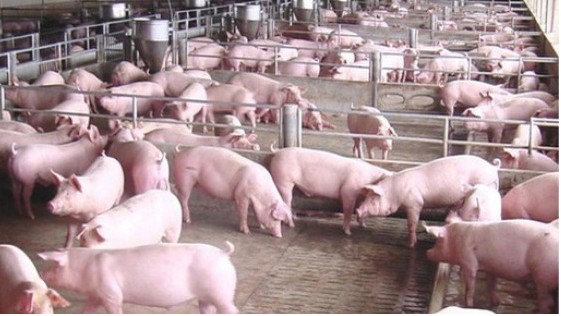 Cập nhật giá lợn hơi hôm nay 12/4/2022: Tăng nhẹ tại miền Nam