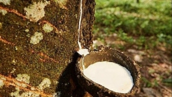 Cập nhật giá cao su hôm nay 12/4/2022: Quay đầu giảm nhẹ