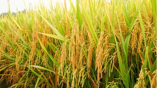 Cập nhật giá lúa gạo hôm nay 13/4/2022: Giảm nhẹ với giống lúa OM 5451