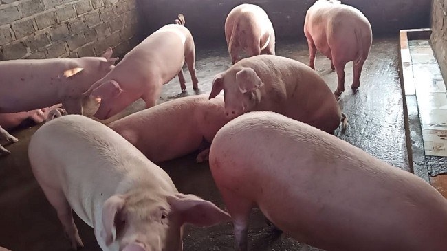 Cập nhật giá lợn hơi hôm nay 14/4/20222: Tăng nhẹ tại miền Trung