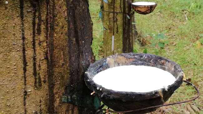 Cập nhật giá cao su hôm nay 14/4/2022: Vụt tăng mạnh toàn thị trường