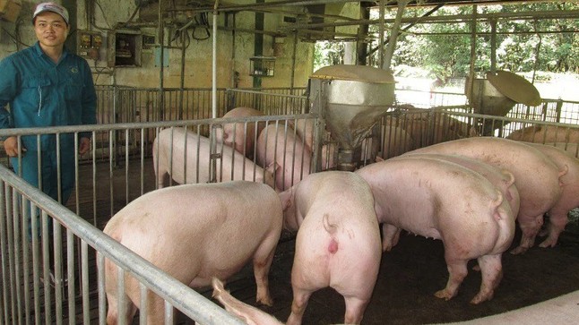 Cập nhật giá lợn hơi hôm nay 15/4/2022: Tăng mạnh tại miền Nam