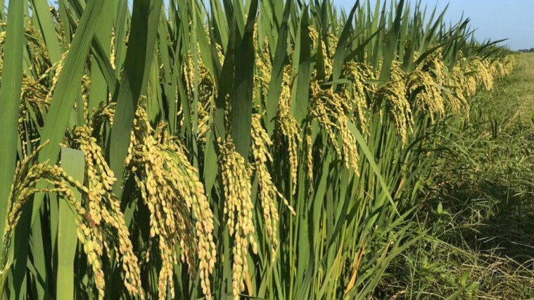 Cập nhật giá lúa gạo hôm nay 15/4/2022: Giá lúa nếp tăng mạnh