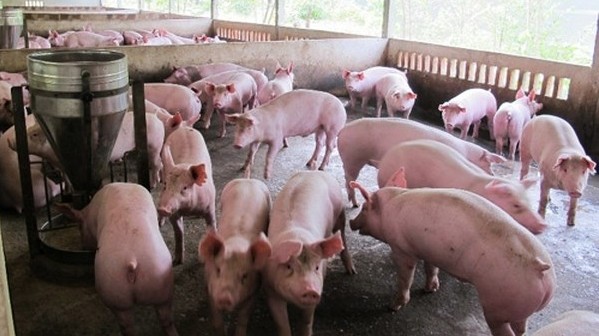 Cập nhật giá lợn hơi hôm nay 19/4/2022: Tăng rải rác tại miền Bắc