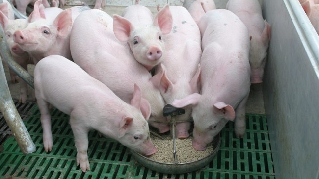 Cập nhật giá lợn hơi hôm nay 24/4/2022: Giảm mạnh tại miền Trung