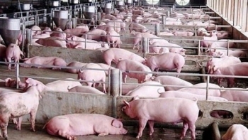 Cập nhật giá lợn hơi hôm nay 25/4/2022: không có thay đổi mới