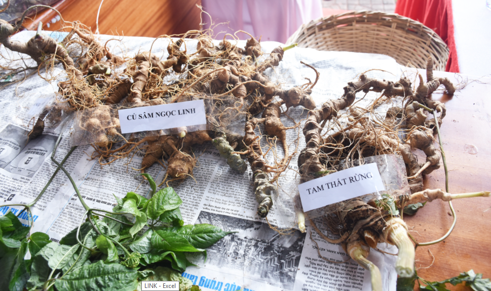 Nhộn nhịp phiên chợ sâm Ngọc Linh