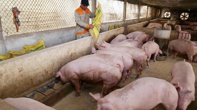 Cập nhật giá lợn hơi hôm nay 26/4/2022: Giảm nhẹ hai miền Bắc - Nam