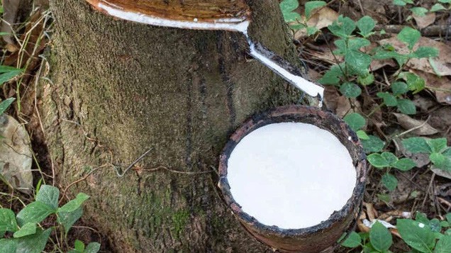 Cập nhật giá cao su hôm nay 26/4/2022: Giảm đỏ toàn bộ thị trường Châu Á
