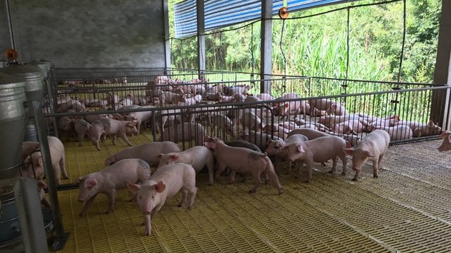 Cập nhật giá lợn hơi hôm nay 30/4/2022: Tăng nhẹ tại khu vực miền Nam