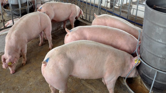 Cập nhật giá lợn hơi hôm nay 3/5/2022: Tăng nhẹ ở một vài tỉnh thành