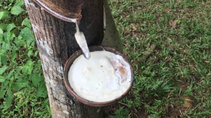 Cập nhật giá cao su hôm nay 4/5/2022: Đồng loạt tăng mạnh trên các sàn châu Á