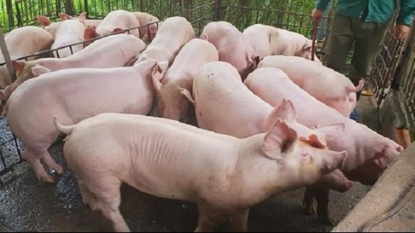 Cập nhật giá lợn hơi hôm nay 5/5/2022: Đảo chiều tăng mạnh tại miền Nam