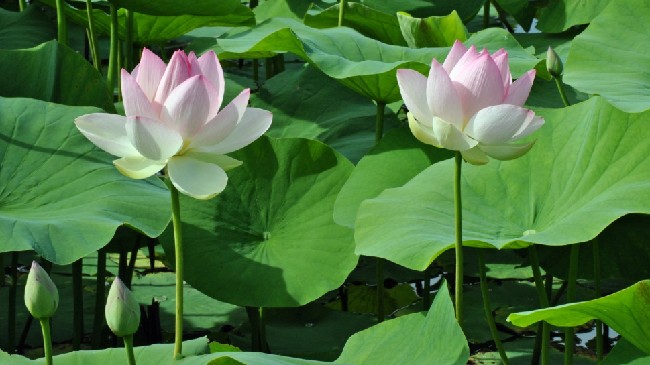 Lễ hội Sen Đồng Tháp sẽ thiết lập kỷ lục 200 món ăn từ cây sen