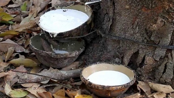 Cập nhật giá cao su hôm nay 5/5/2022: Tiếp đà tăng mạnh trên sàn châu Á