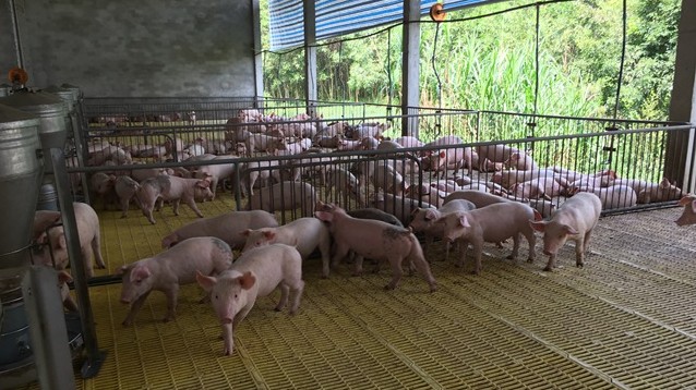 Cập nhật giá lợn hơi hôm nay 6/5/2022: Biến động trái chiều ở ba miền