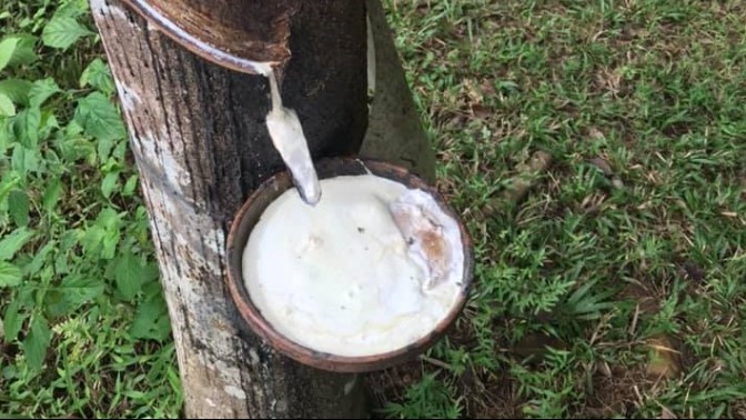 Cập nhật giá cao su hôm nay 7/5/2022: Giảm mạnh toàn Châu Á