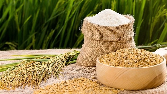 Cập nhật giá lúa gạo hôm nay 12/5/2022: Đứng yên yên toàn thị trường