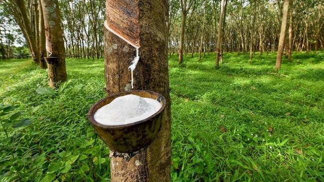 Cập nhật giá cao su hôm nay 12/5/2022: Nhuộm đỏ toàn thị trường