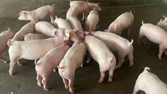 Cập nhật giá lợn hơi hôm nay 13/5/2022: Không ghi nhận nhiều thay đổi mới