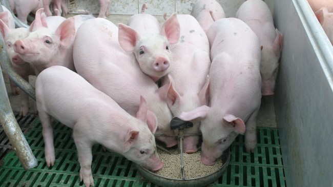 Cập nhật giá lợn hơi hôm nay 14/5/2022: Đồng loạt tăng nhẹ