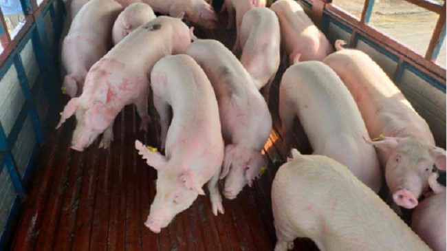 Cập nhật giá lợn hơi hôm nay 15/5/2022: Tiếp đà tăng mạnh